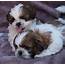 Shih Tzu Puppies For Sale  New York NY 251742 Petzlover