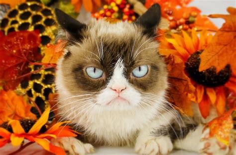 Rip Grumpy Cat A Look Back At Her Best Memes