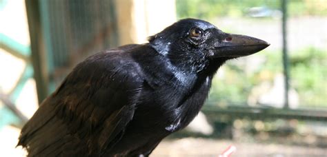 The crows live on a reservation, which is land that. New Caledonian crows can create tools from multiple parts ...