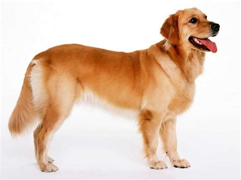 Chó Golden Retriever Và Những Kiến Thức Nhất Định Phải Biết