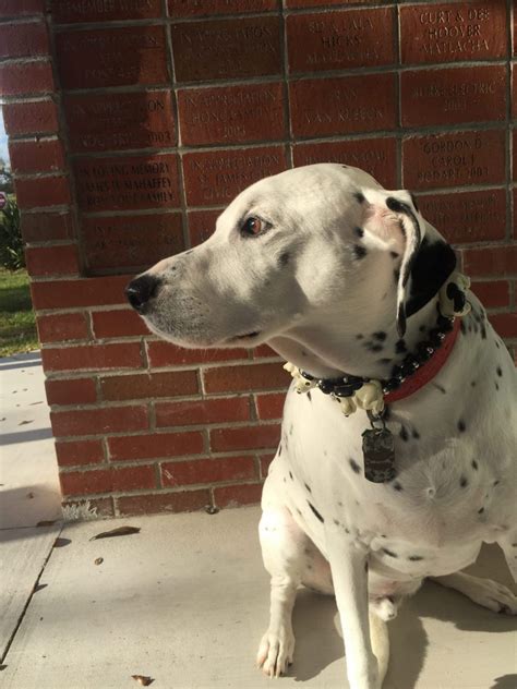 Meet Our Greeter On Tuesdays George Washington Museum Of The Islands