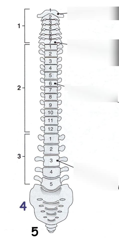 Vertebral Column Labeling Diagram Quizlet