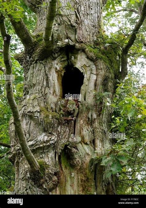 Tree Hole Telegraph
