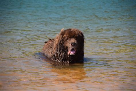 Zeus Our Newfoundland Dog Enjoying A Swim At The Lake Newfoundland