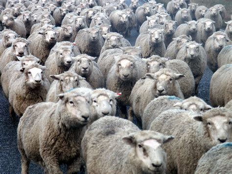 Jun 08, 2021 · author:ゆうさん＠羊の国 こまめっち画伯作ゆうさん 羊の国はニュージーランドの 南島で小さなファームやってます。 ご訪問ありがとうございます！ エンジェル・クロエ 2001年7月2日生まれ 2015年5月8日エンジェル・クロエに 今も、そしていつまでも、 無料画像 : 群れ, 農業, 哺乳類, 動物相, ニュージーランド, 脊椎 ...