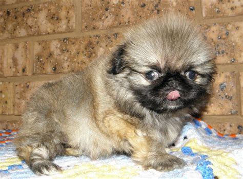 Earn points & unlock badges learning, sharing & helping adopt. FOR SALE: pekingese puppies