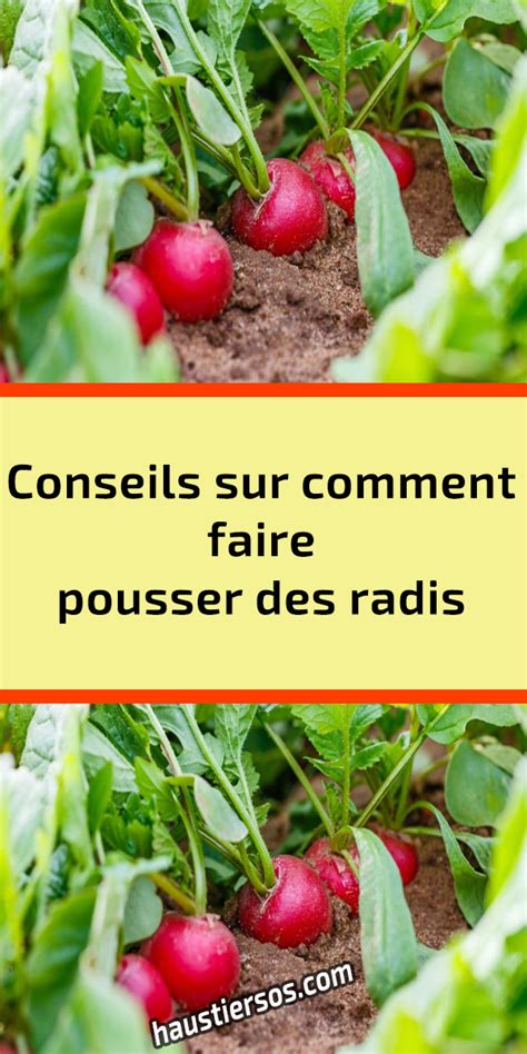 Conseils sur comment faire pousser des radis