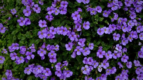 Download Wallpaper 3840x2160 Aubrieta Flowers Purple Bloom 4k Uhd 16