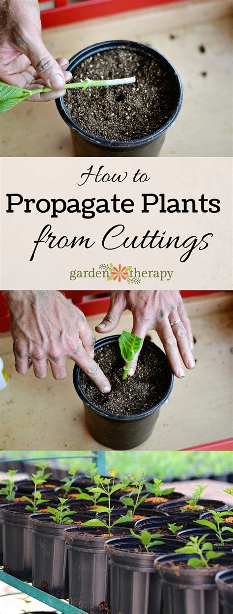 Propagate Plants From Cuttings And Save Hundreds Of