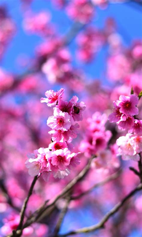 Download Wallpaper 480x800 Cherry Blossom Pink Flowers Tree Branches