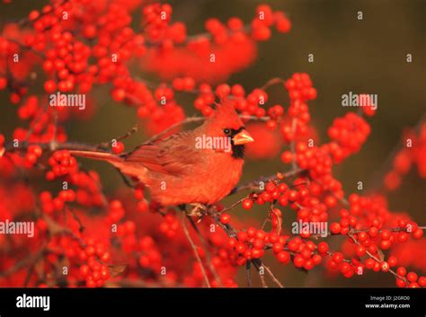 Cardinal And Winterberry Hi Res Stock Photography And Images Alamy