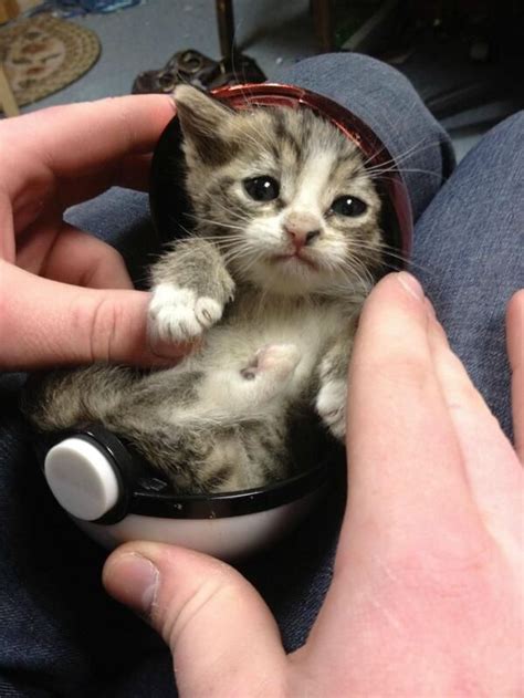 Kitty In A Pokeball