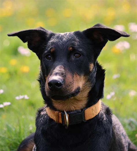 German Shepherd Mix 25 Popular Mix Breed Dogs And 6 Unusual Ones