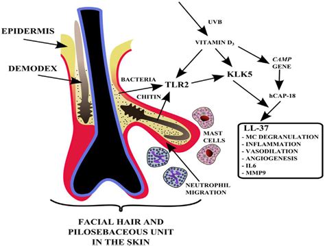 Demodex Mites And Bacteria In The Pilosebaceous Unit Of The Facial