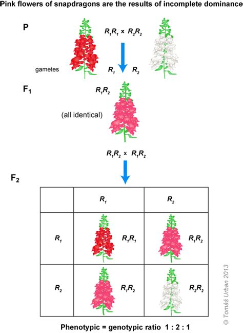 Some alleles are both expressed in the same phenotype, a situation called codominance. Print page