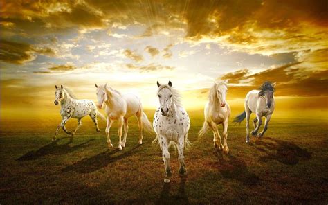 Beautiful Horses In Sunset Hd Wallpaper For Pc And Mobile Horse