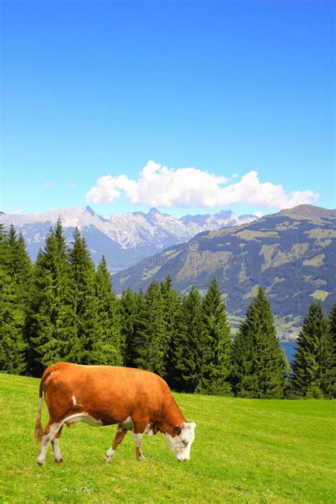 Meadow In The Alps After Rain Stock Image Image Of Alps Pasture
