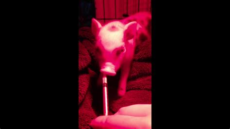 Syringe Feeding Piglet Youtube