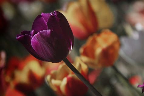 Tulipano ** Foto % Immagini| piante, fiori e funghi, natura Foto su ...