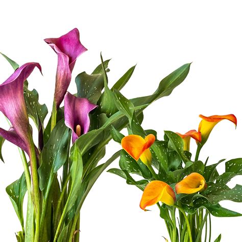 The Ultimate Calla Lily Plant Care Guide Planterina