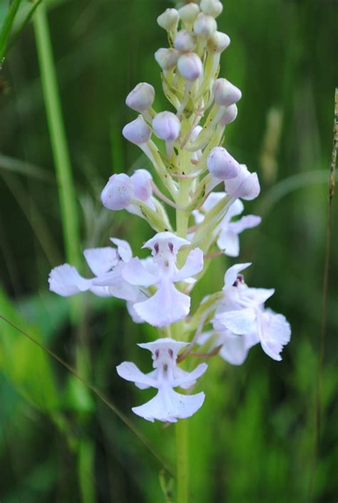 West Virginia Native Wildflowers The Big Year 2013 More Summer Orchids