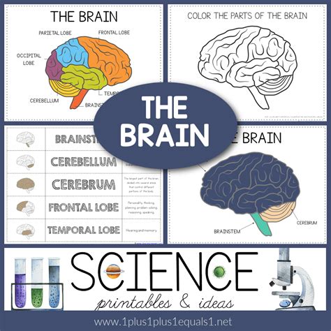 Human Brain How We Use Our Brains Activity Packet Tpt Worksheets
