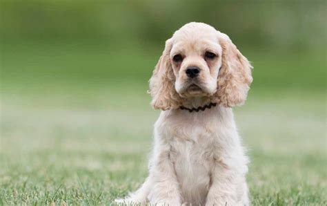 American Cocker Spaniel Dog Breeds Facts Advice And Pictures