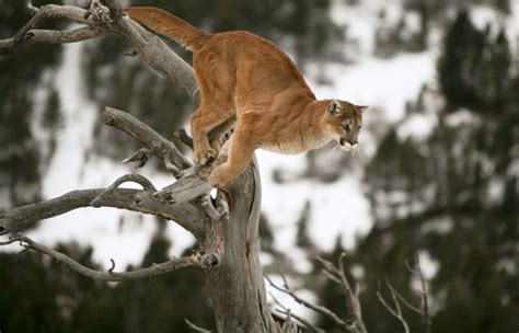 Facts About Cougars