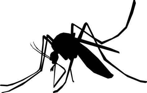 Banner Library Library Flies Clipart Mosquito Mosquitoes Png Clip Art