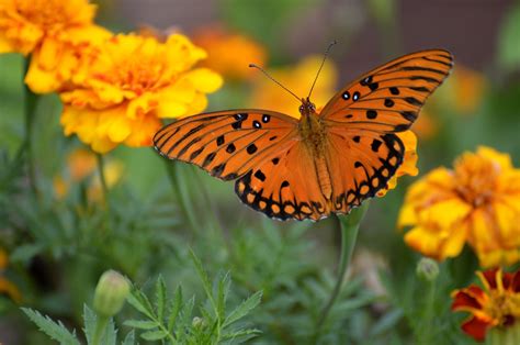 Gulf Fritillary Butterfly Insect Free Photo On Pixabay Pixabay