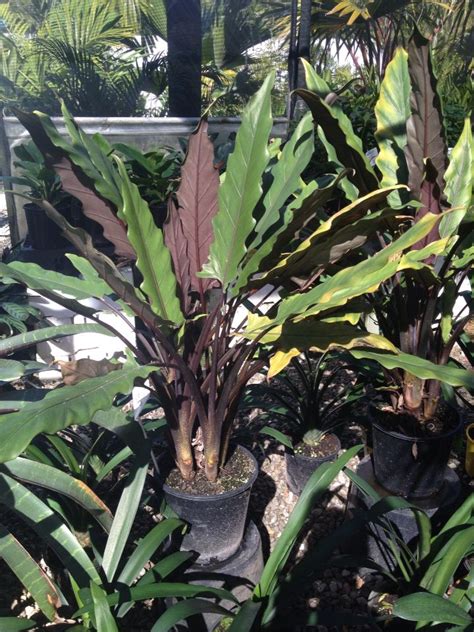 Aroidia research = aroid, araceae, alocasia, philodendron, anthurium, caladium hybridizers. 17 Best images about Plant palette - Aroids on Pinterest ...