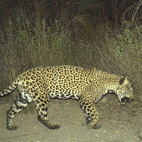 Leopard V Mexican Jaguar Page 42 Carnivora