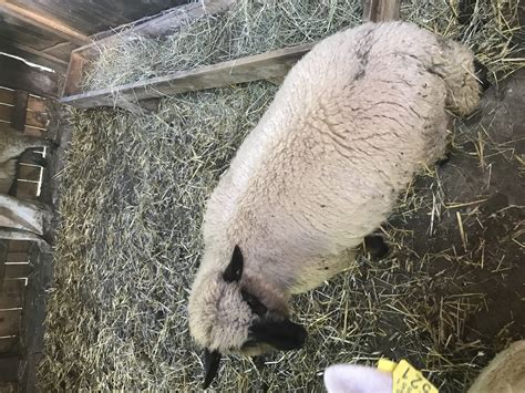 Ovce prodam - kmetija24.si