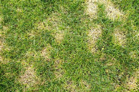 Whats Causing Those Brown Patches In The Lawn Greenview