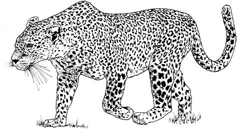Leopard Animals Printable Coloring Pages