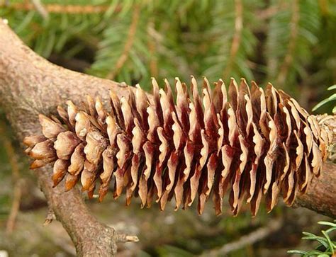 30 Blue Spruce Pine Cones Tall Bulk Package All Natural Bug Etsy