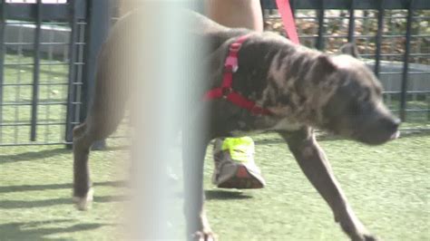 Pit Bull Used For Dog Fighting Recovers Youtube