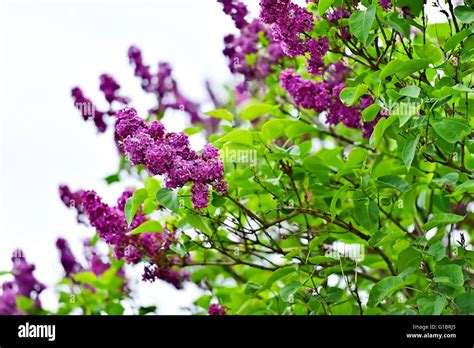 Spring Springtime Tree Hi Res Stock Photography And Images Alamy