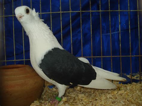 Pigeons For Sale Polish Owl Fancy Pigeon For Show