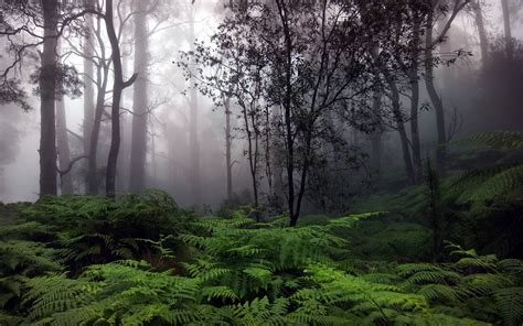 The perfect animeforest anime animated gif for your conversation. Raining Forest Wallpapers - Wallpaper Cave