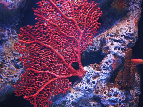 Coral Sex Conceives New Growth For Great Barrier Reef Bulletin Of The
