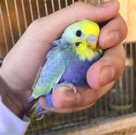 The american variety is the one most commonly found in pet stores, while the type often seen in exhibitions and shows is the larger english budgie. Vẹt Yến Phụng thú cưng - Hướng dẫn đầy đủ để nuôi - Pet Me ...