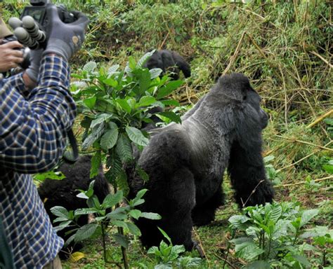 A Beginners Guide To Trekking With Gorillas In Rwanda Africa Geographic