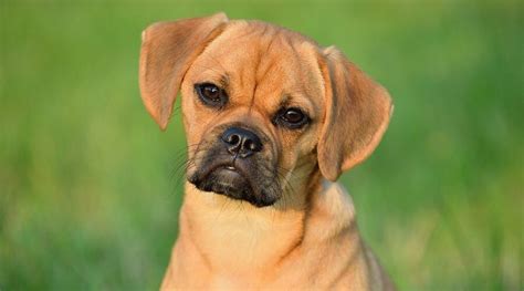 Puggle Breed Info Pug Beagle Mix Temperament Puppy Prices And More