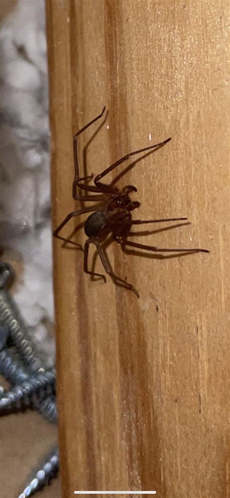 Recluse Southwest Ohio Spiders