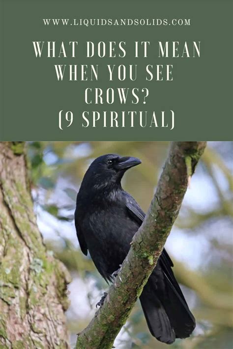 What Does It Mean When You See Crows 9 Spiritual Meanings