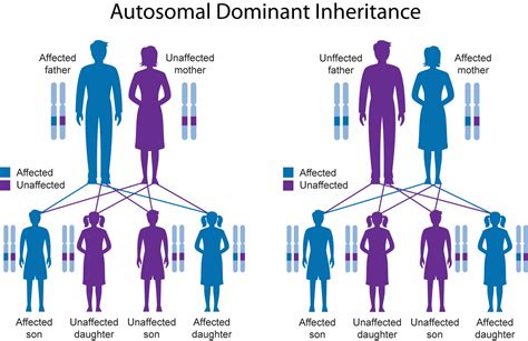 Can A Recessive Trait Be On The Y Chromosome Autosomal Recessive