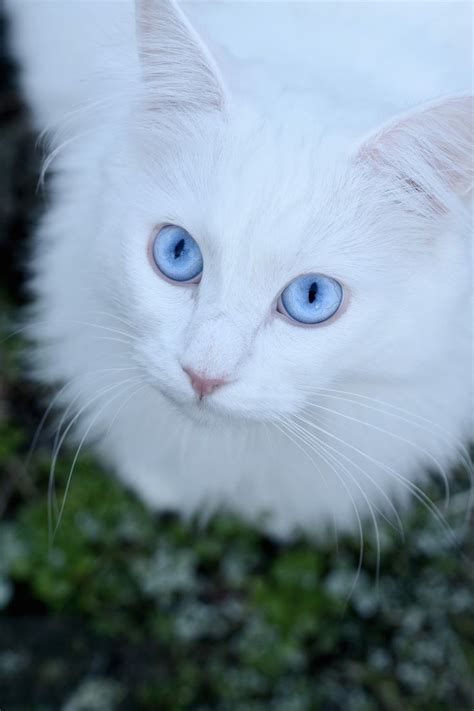 By Jessica Tekert With Those Blue Eyes I Hope This Kitty Has His