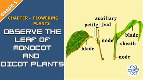 Define Monocot And Dicot Leaves Csp Plants Can Be Separated Into Two