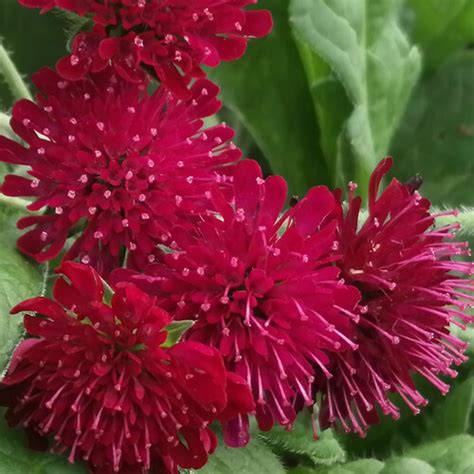 Scabiosa Rumelica Seeds 40 Seeds Knautia Macedonica Red Knight Red